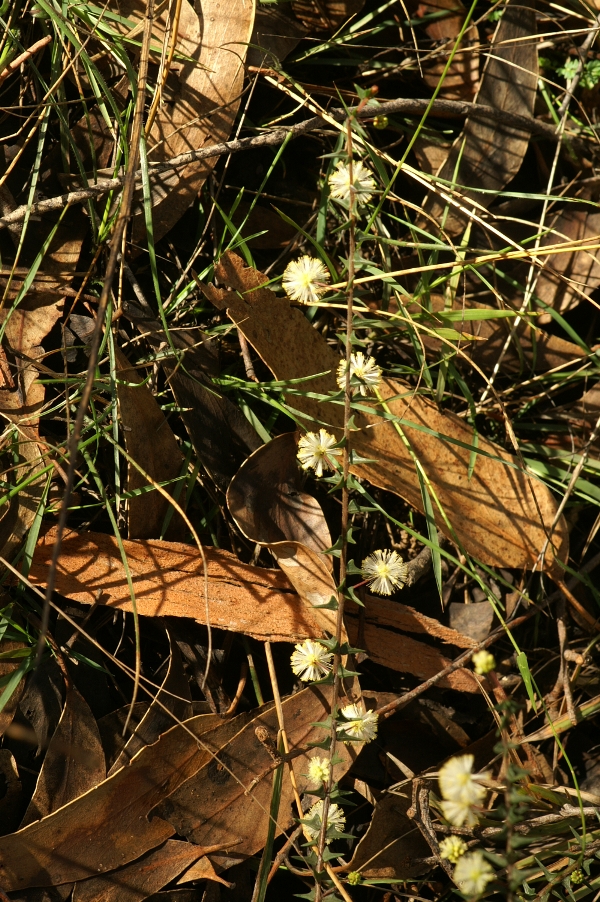 Acacia gunnii